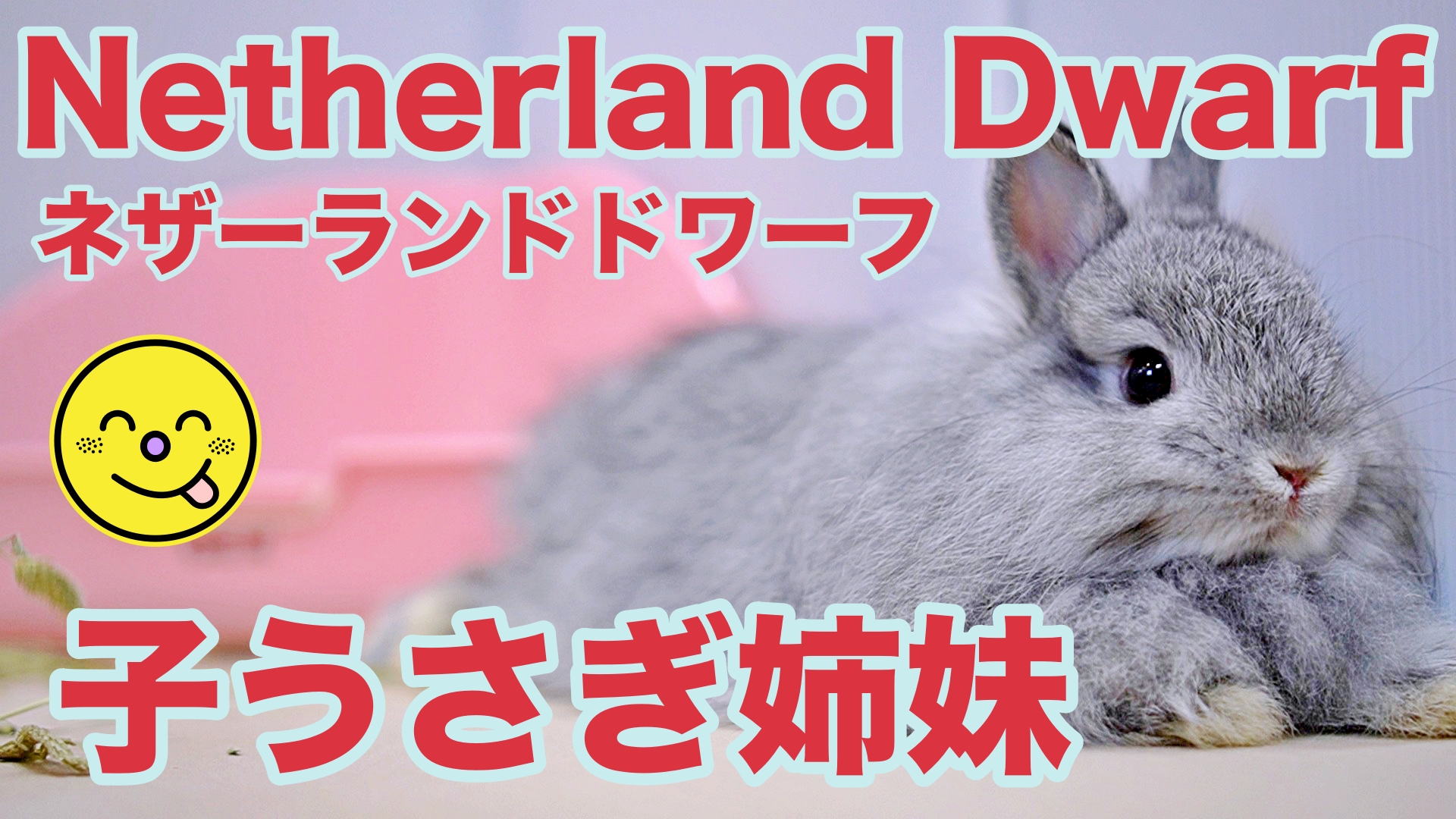 ネザーランドドワーフの子うさぎ チンチラカラーの姉妹 Rabbits ラビッツ うさぎ専門店ブリーダー大阪