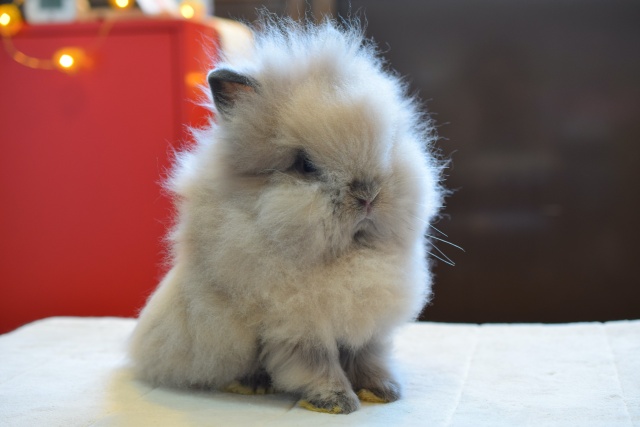 販売中のネザー ホーランド ライオンヘッドの赤ちゃんうさぎの紹介 Rabbits ラビッツ うさぎ専門店ブリーダー大阪